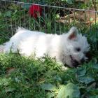 amelie_015.jpg