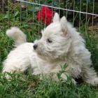 amelie_016.jpg