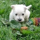 amelie_011.jpg