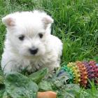 amelie_012.jpg