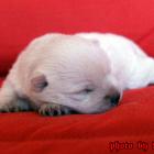 amelie_002.jpg