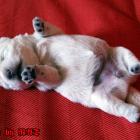 amelie_003.jpg