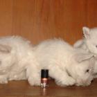 miot_h_006.jpg