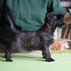 bijou_8weeks_01.jpg