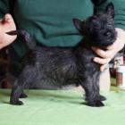bijou_8weeks_02.jpg