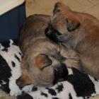 c_5-weeks-old-boys.jpg