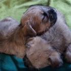 6weeks_old.jpg