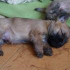 5weeks_boy.jpg