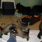 11_miot_sc_032.jpg