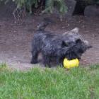 blink-and-rain-playing-ball.jpg