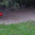 iron-and-rain-with-balls03.jpg
