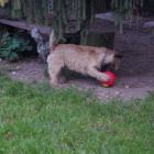iron-playing-with-red-ball.jpg