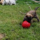 playing_ball17.jpg