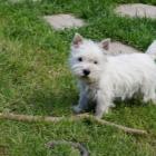 westiegirl_3mths01.jpg