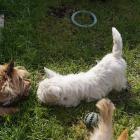 westiegirl_playing_with_widget.jpg