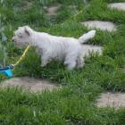 westiegirl_watertest.jpg