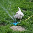 westiegirl_watertest02.jpg