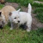 westiegirl_with_cairns.jpg