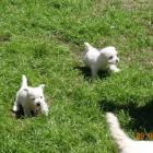 5-5weeks_002.jpg