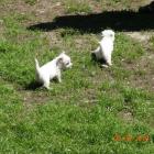 5-5weeks_003.jpg