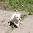 luna_003walking.jpg