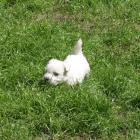 luna_5-5weeks.jpg