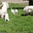 luna_roxy_5-5weeks.jpg