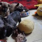 litter_b_6weeks_01.jpg