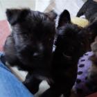 litter_b_7weeks_01.jpg