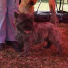 rain_bos_cacib01.jpg