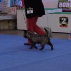 kiri_polkrza_very_promis.puppy_cl.jpg