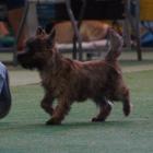 c.ivbest_minor_puppy_kimo.jpg
