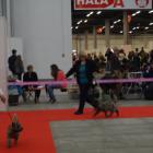 females-puppy-cl.jpg