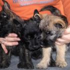 8weeks_girl_boy_boy.jpg