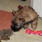 boy_with_toy.jpg