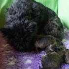 1w.litter-m-with-mum.jpg