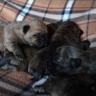 1w.old-sleeping.jpg