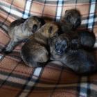 1w.pups.jpg