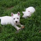 snoopy_02.jpg