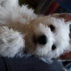 to_ja_snoopy.jpg