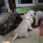 very_busy_pups.jpg