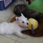 westie_and_cairn_playing.jpg