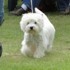 008_Twigi_walking.jpg