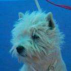 DONNA ALAYA Grandiflora