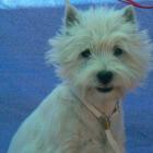 DONNA ALAYA Grandiflora