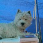 MASTER OF PUPPETS Grandiflora