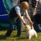 DONNA ALAYA Grandiflora