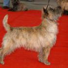 Tjeps Tidy Shoes Hania