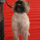 Uniquecottage Silver Fina