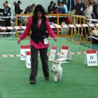 LEONIE EMI Grandiflora (wł. P. U.Solecka)